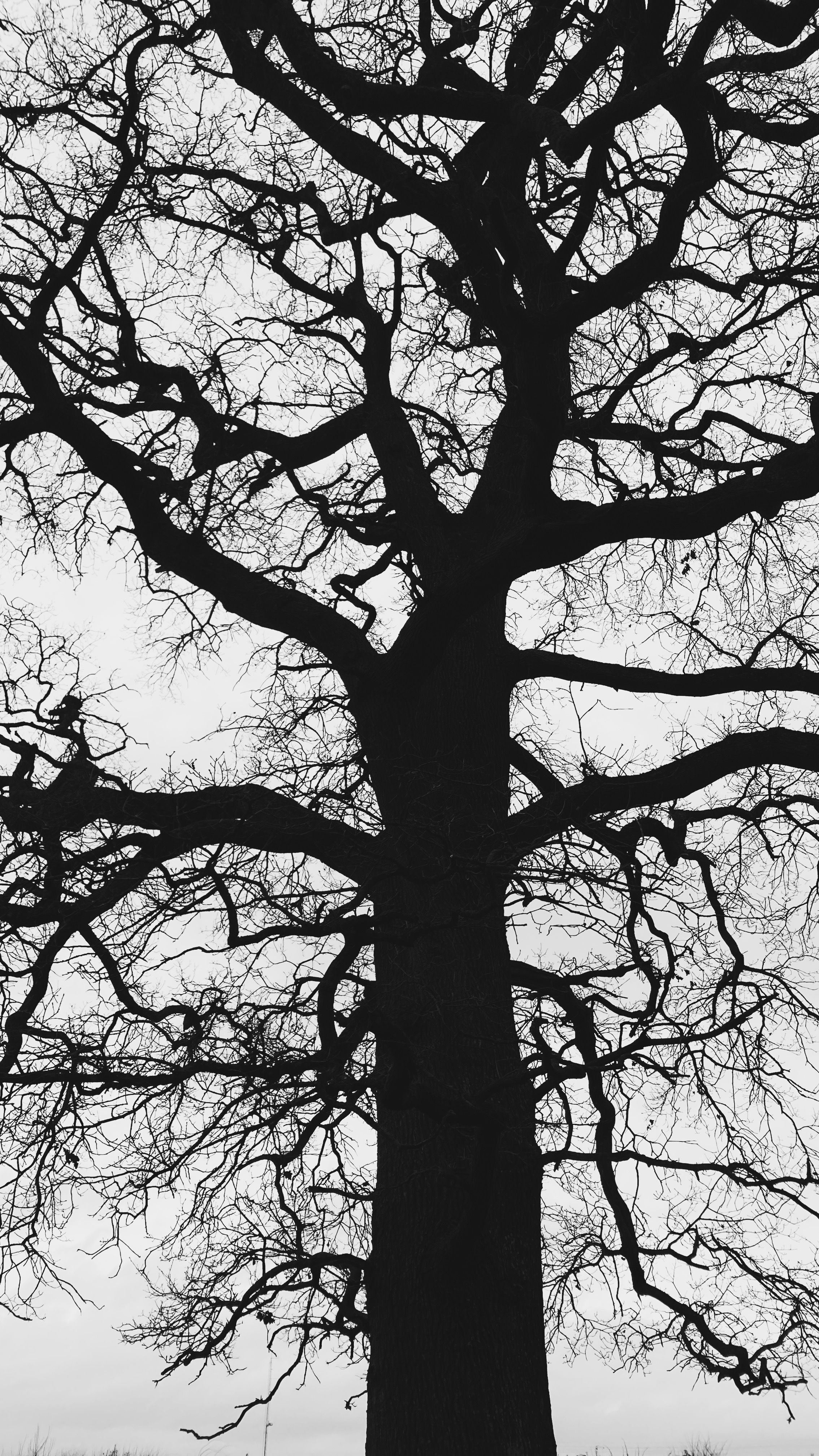 Abstract grayscale image representing family relationships and reflection
